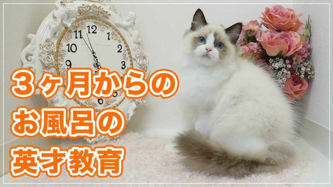 【マリィちゃん】お返事上手な子猫ちゃん、3ヶ月の時からお風呂の英才教育を始めたら将来は安泰ですね【ラグドール】 【マリィちゃん】お返事上手な子猫ちゃん、3ヶ月の時からお風呂の英才教育を始めたら将来は安泰ですね【ラグドール】