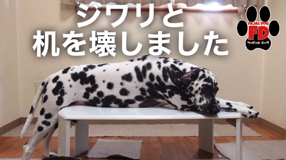 ダルメシアンに机をジワリと壊される #shorts