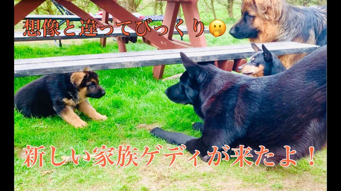 新しい家族Gærdiゲディ!「ジャーマンシェパード」「ホワイトスイスシェパード」「ミニチュアピンシャー」 #ジャーマンシェパード  #ホワイトスイスシェパード#ミニチュアピンシャー 新しい家族Gærdiゲディ!「ジャーマンシェパード」「ホワイトスイスシェパード」「ミニチュアピンシャー」 #ジャーマンシェパード  #ホワイトスイスシェパード#ミニチュアピンシャー