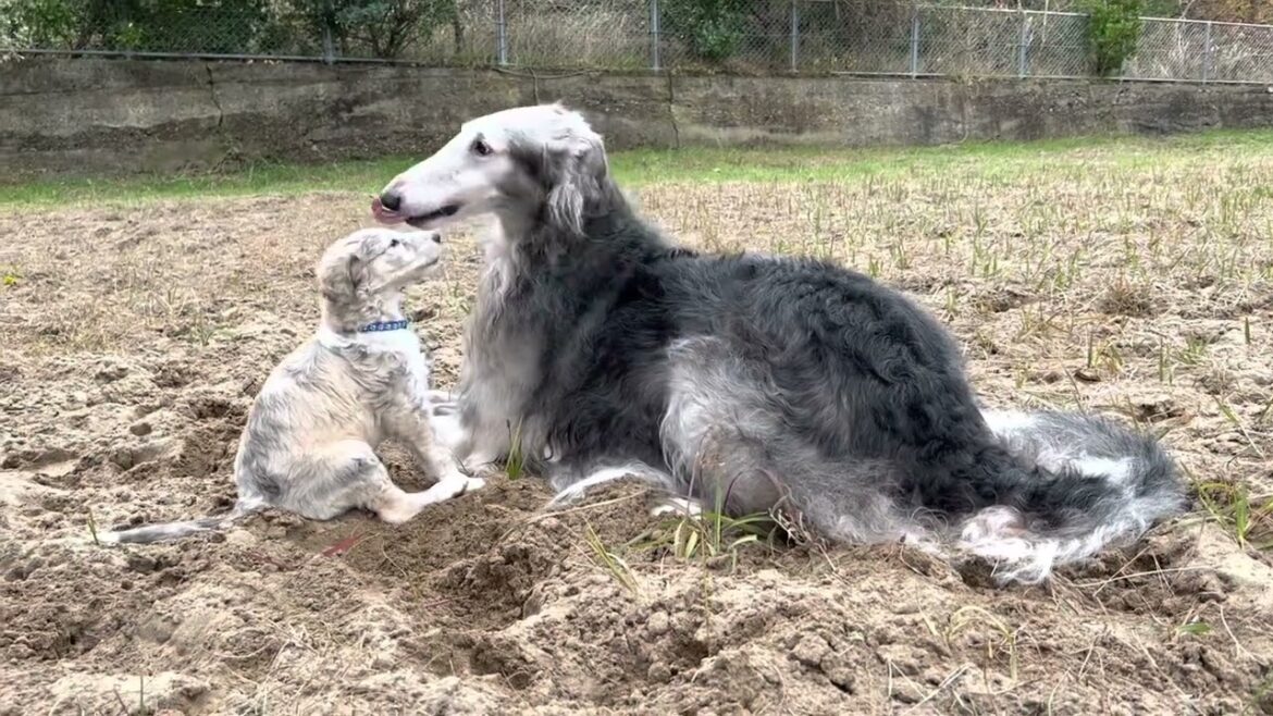 ボルゾイ子犬生後39日目 おじいちゃんと