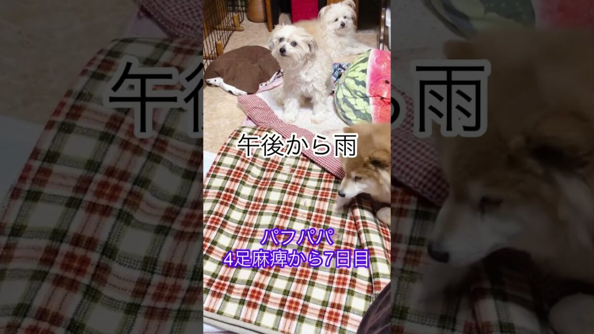 パフパパ（チャイニーズクレステッドドッグパウダーパフ）4足麻痺から7日目の頑張り💪✨✨④#てんかん発作 #肛門線腫 #心臓弁膜症