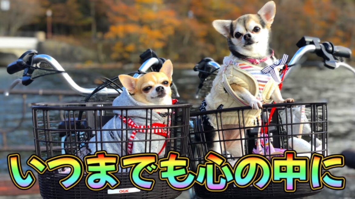 【第6話】絶景、カゴから顔を出すETチワワとの一生忘れない思い出、ママチャリ28kmの旅