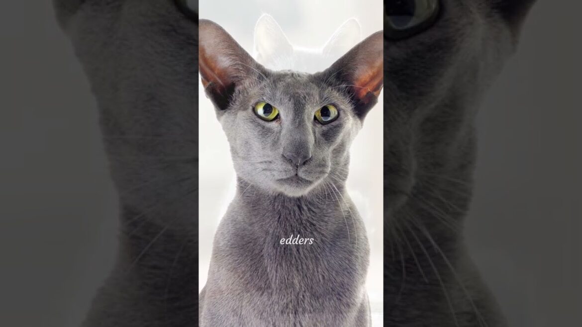 10 Best 🐱 Cat Breeds for People With Allergies #shorts