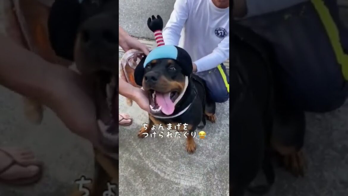 【大型犬】大型犬のちょんまげコス #shorts #ロットワイラー #ゴールデンレトリバー