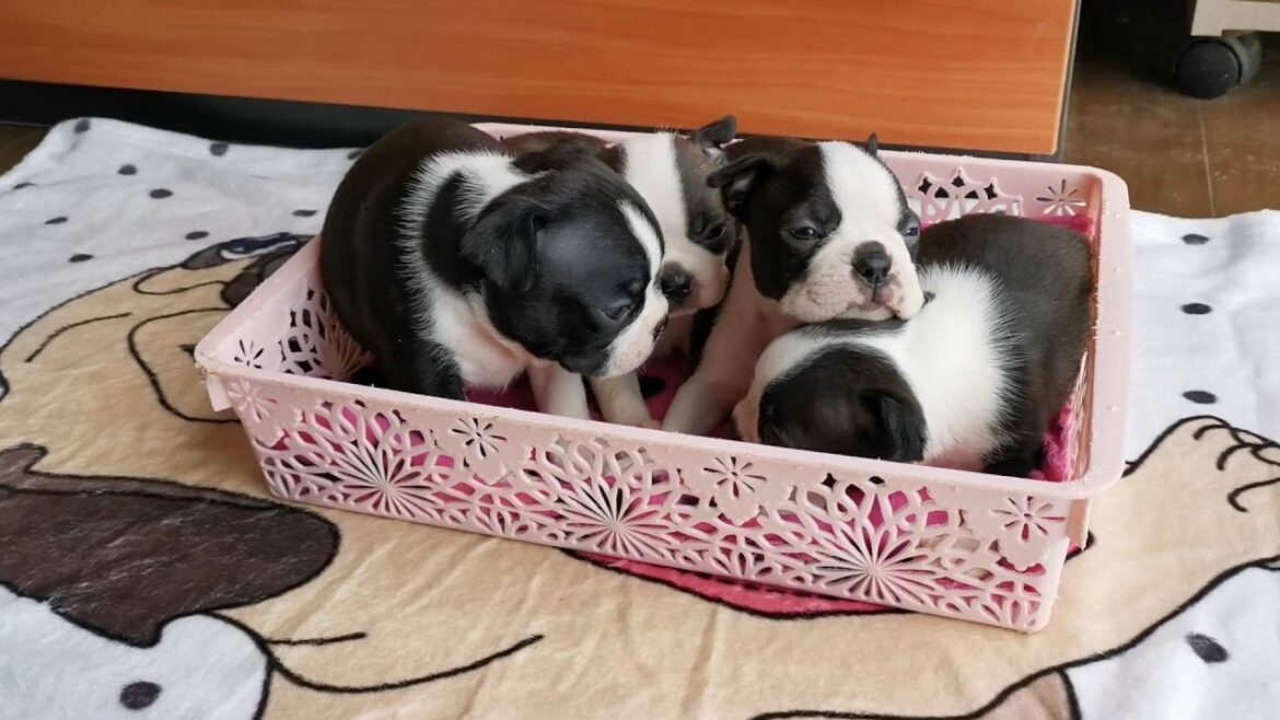 ボストンテリアのかわいい子犬ちゃんが生まれました!!(2020/3/12生まれ) ボストンテリアのかわいい子犬ちゃんが生まれました!!(2020/3/12生まれ)