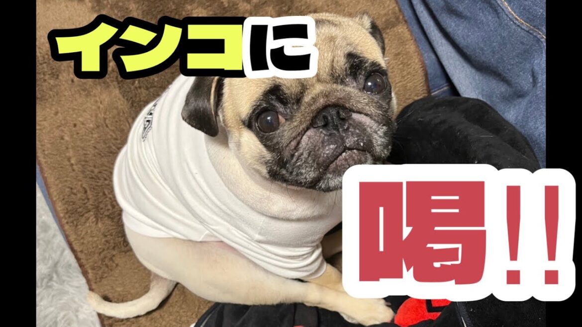 お邪魔なインコにブチギレるパグ　【パグ侍ももたろ】