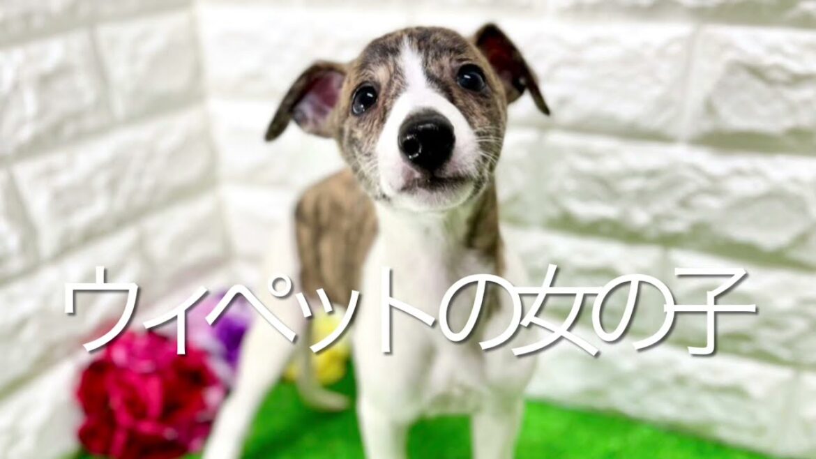 ウィペットの子犬　（平野瓜破）