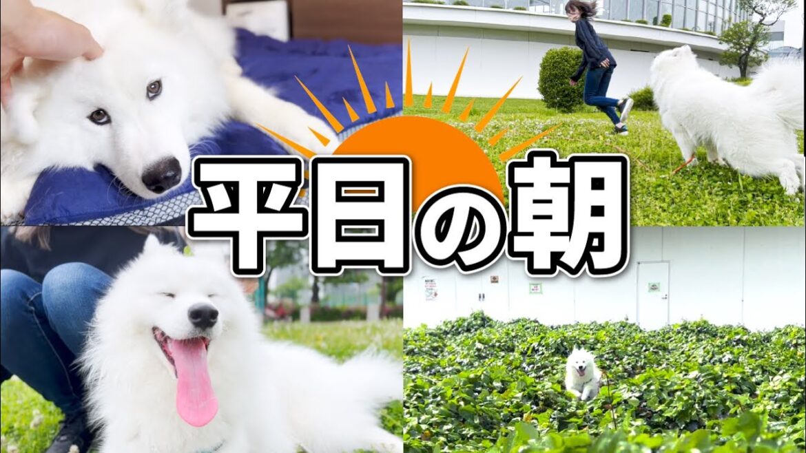 サモエドと過ごす平日の朝はいつもこんな感じです！