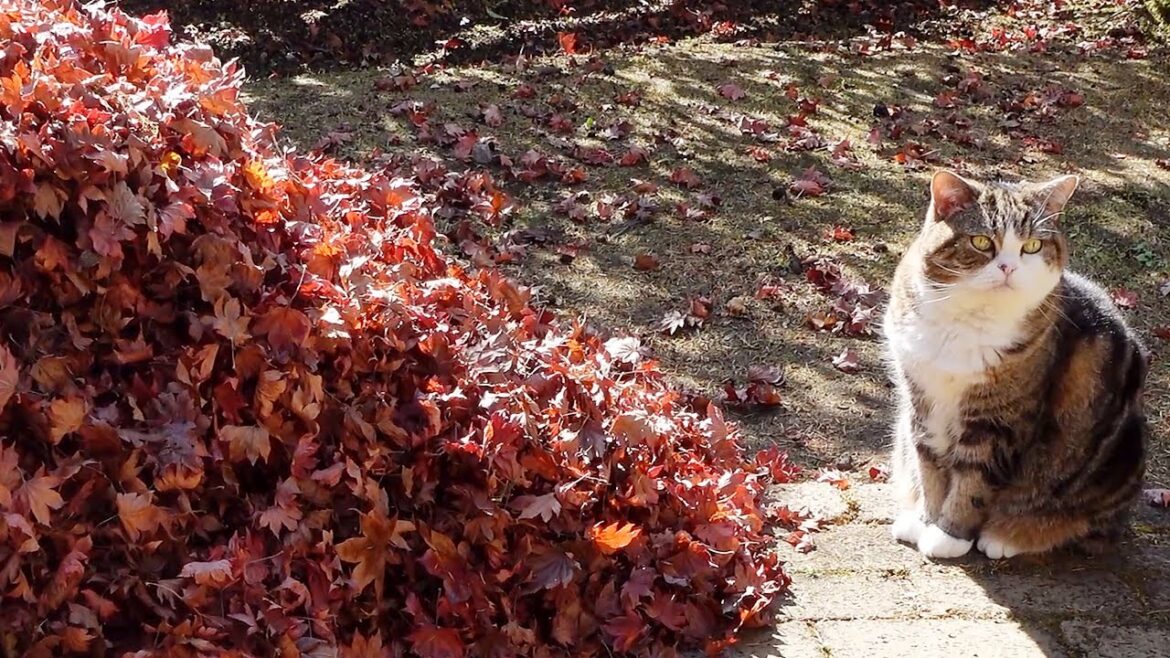 庭の落ち葉掃除とねこ。-Sweeping the fallen leaves and Cats.- 庭の落ち葉掃除とねこ。-Sweeping the fallen leaves and Cats.-