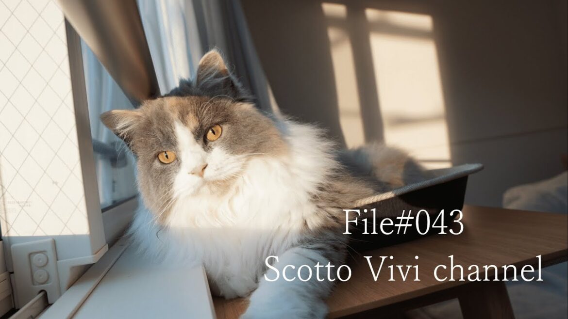 File#043~長毛スコティッシュフォールドの日常~ File#043~長毛スコティッシュフォールドの日常~