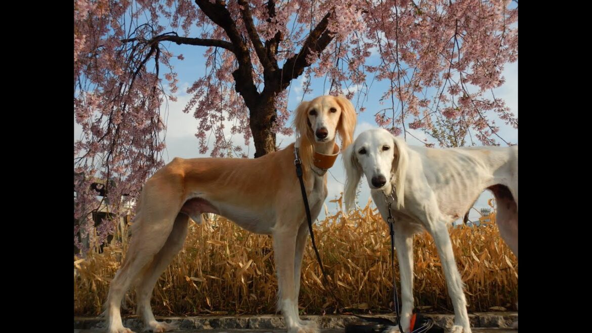 サルーキ　れぴ＆みしぇる！お花見さんぽ♪（Saluki)