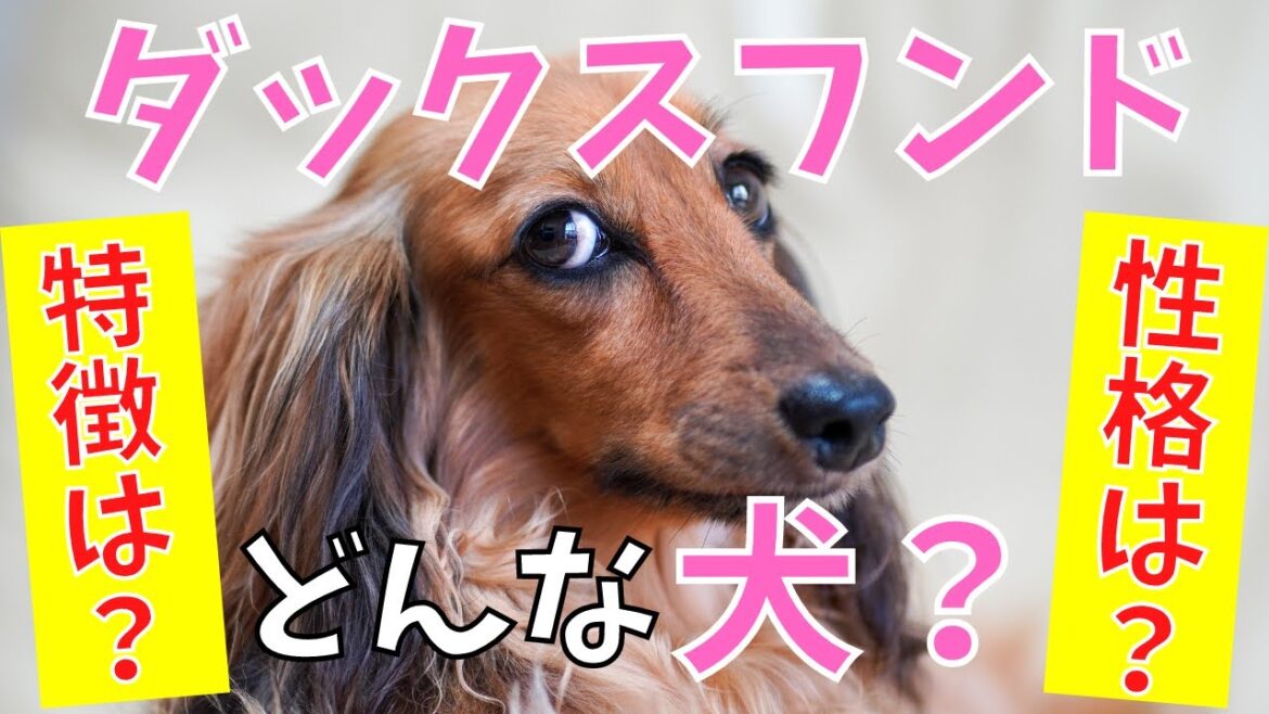【徹底解説】ミニチュアダックスフンドの特徴・性格・飼いやすさなどを徹底解剖! 【徹底解説】ミニチュアダックスフンドの特徴・性格・飼いやすさなどを徹底解剖!