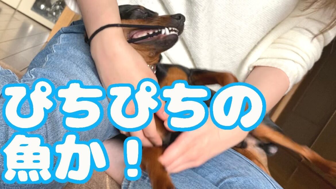 ジロはまるで活魚の様です…【ミニピン】【ミニチュアピンシャー】