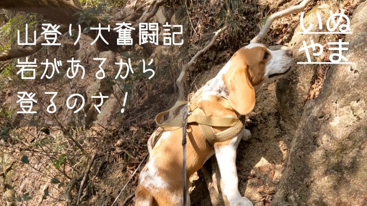 【五助山】ビーグル犬と一緒に難路と岩登りにはげんだよ
