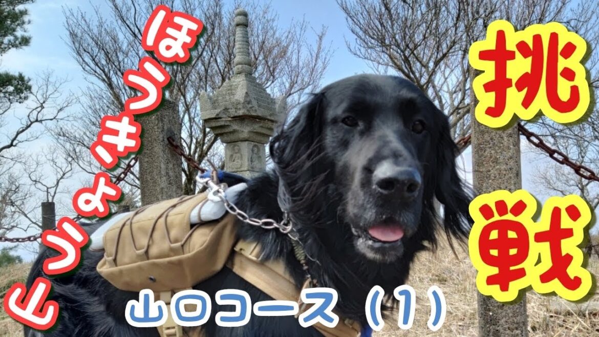 イコロ登山する！【フラットコーテッドレトリーバー＃33】