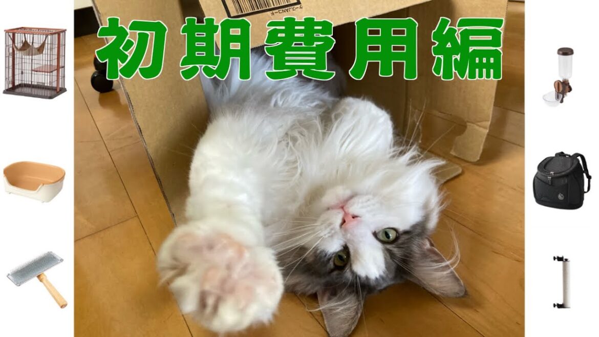 猫と暮らすために掛かる費用〜初期費用編〜【メインクーン】 猫と暮らすために掛かる費用〜初期費用編〜【メインクーン】