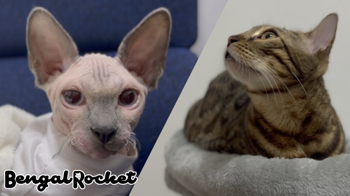 ママの仕事部屋は猫たちのくつろぎ空間【ベンガル/スフィンクス猫】 ママの仕事部屋は猫たちのくつろぎ空間【ベンガル/スフィンクス猫】