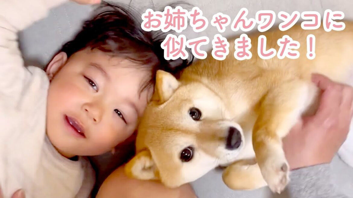 ソファから弟くんを見守っていた柴犬さんが、そばで寄り添う優しいお姉さんになりました♪ ソファから弟くんを見守っていた柴犬さんが、そばで寄り添う優しいお姉さんになりました♪