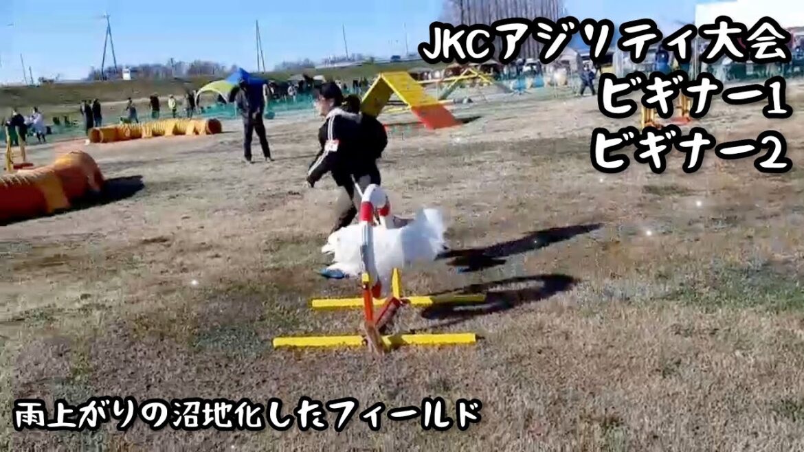 【JKCアジリティ大会】フィールドは『沼』【日本スピッツ☆もち】 【JKCアジリティ大会】フィールドは『沼』【日本スピッツ☆もち】