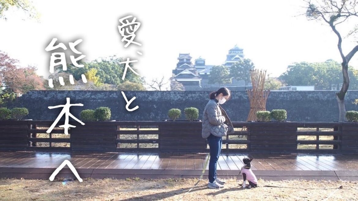 熊本へ家族で帰省するもジジイの大転倒しか思い出せなかった旅【ボストンテリア】 熊本へ家族で帰省するもジジイの大転倒しか思い出せなかった旅【ボストンテリア】
