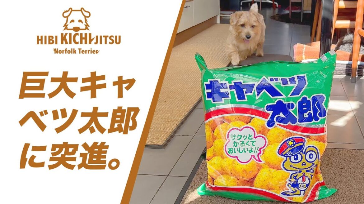 巨大なキャベツ太郎に突進する!愛犬キチ 【ノーフォークテリア norfolkterrier 】 巨大なキャベツ太郎に突進する!愛犬キチ 【ノーフォークテリア norfolkterrier 】