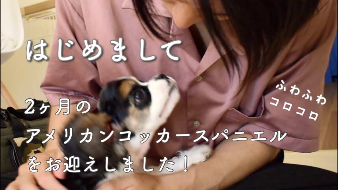 【子犬】アメコカトライカラーのベルです【アメリカンコッカースパニエル】