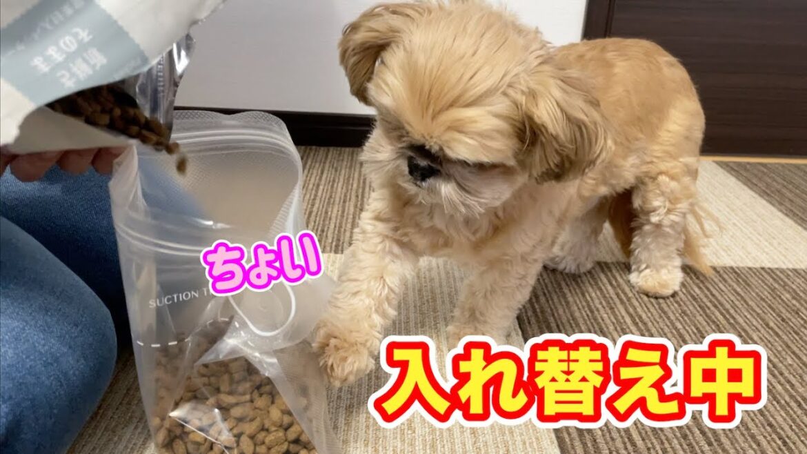 ドッグフードの入れ替え中はおこぼれ待ち チワワ×シーズー