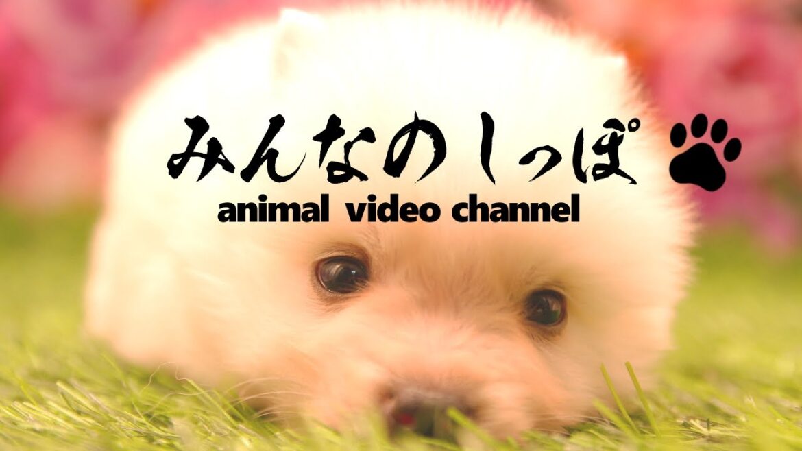 みんなのしっぽ＃11 子犬動画【日本スピッツ】（ Best Dog Videos - Japanese Spitz ）