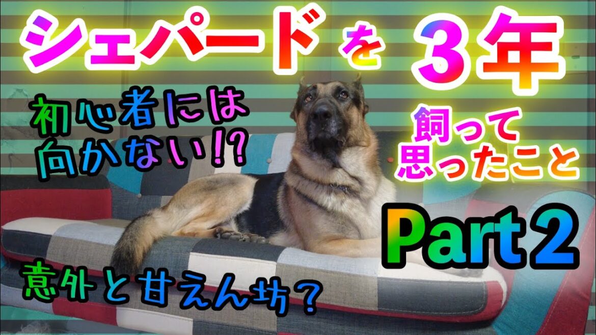 シェパードを３年飼って思ったことPart２