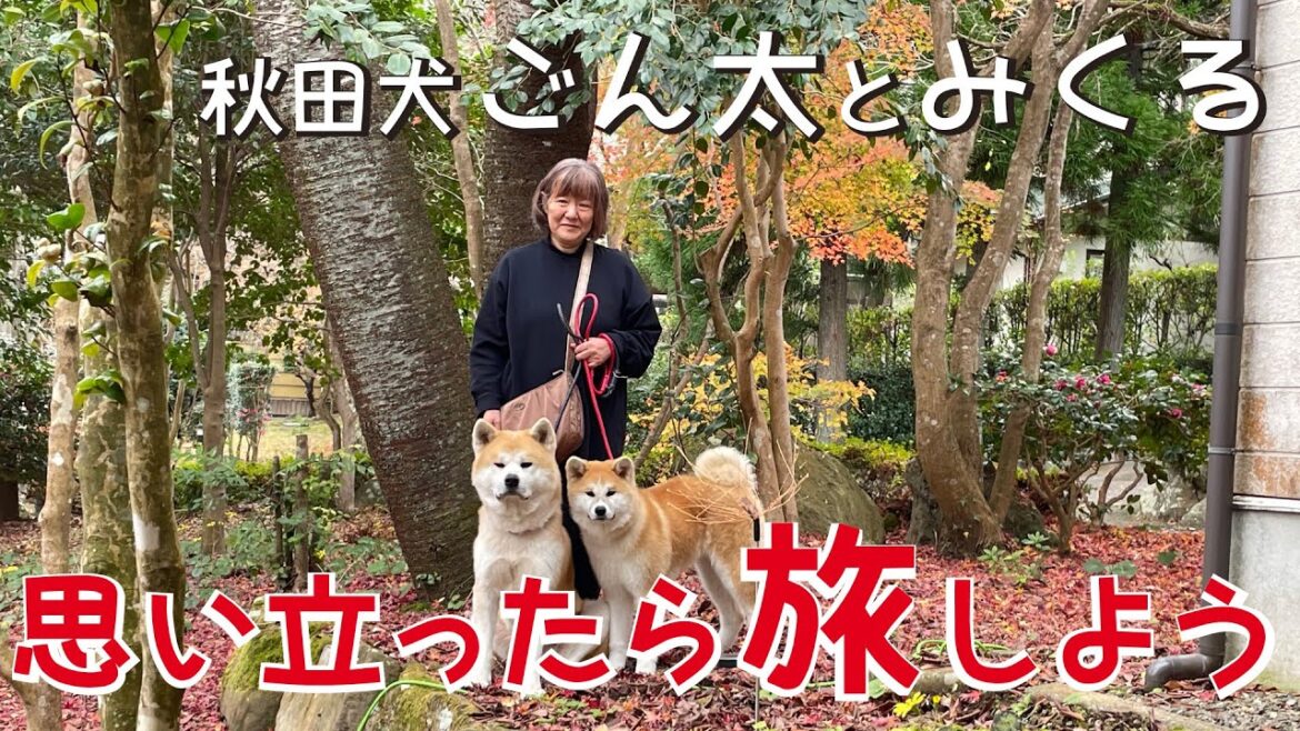 思い立ったら旅しよう　秋田犬【ごん太 と みくる】2022/11/25．26 　湯布院