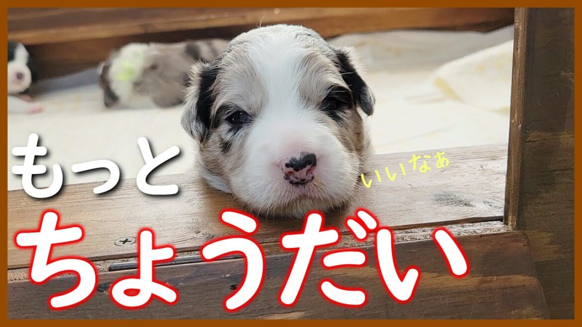 【子犬の成長】また1つ出来る事が増えた生後19日目のボーダーコリー子犬達♪