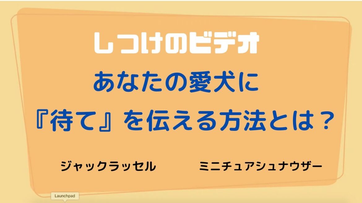 #犬のしつけ シリーズはじめました！　正しい『待て』を教える！