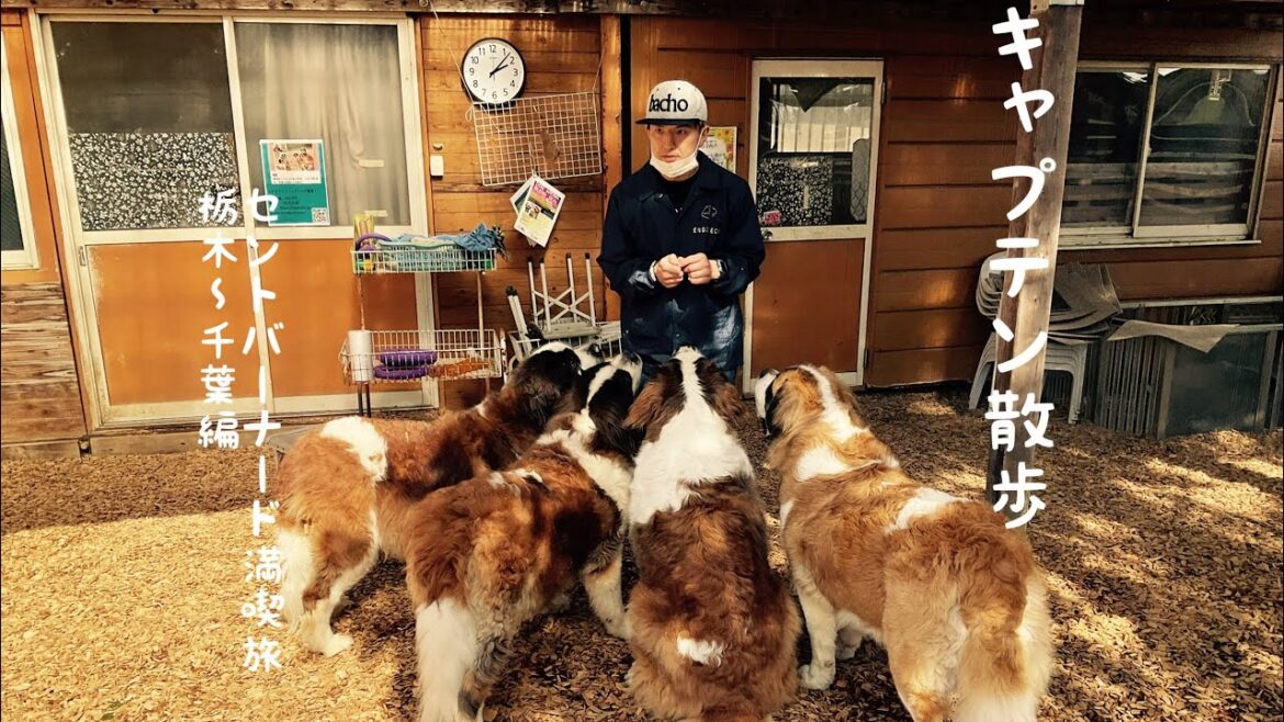 キャプテン散歩 セントバーナード満喫旅　栃木〜千葉編