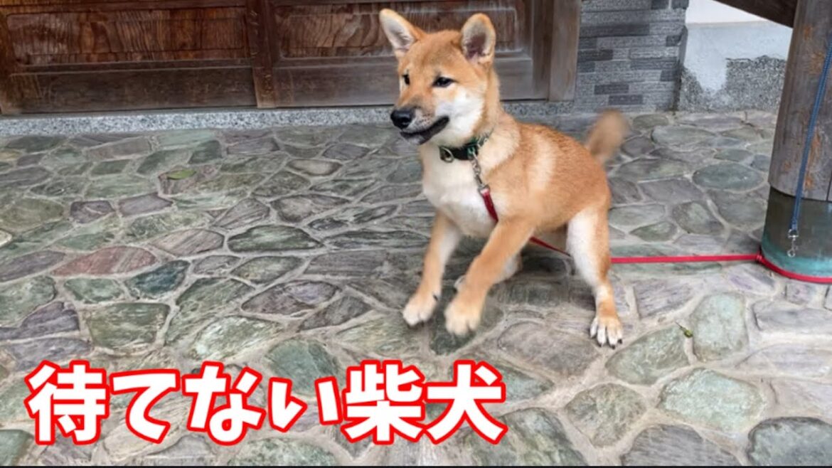 柴犬の足ダン！台風が来た日