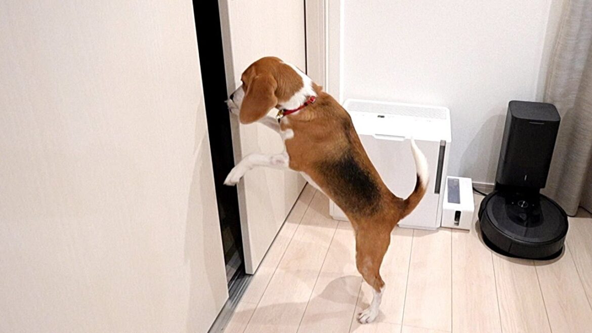 見えない何かを気にする犬？　【ビーグル犬ペコ】