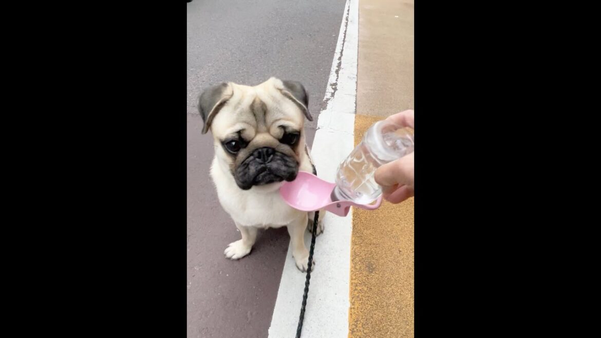 [パグ]水がいらない時の態度😑(dog refusing water) #shorts