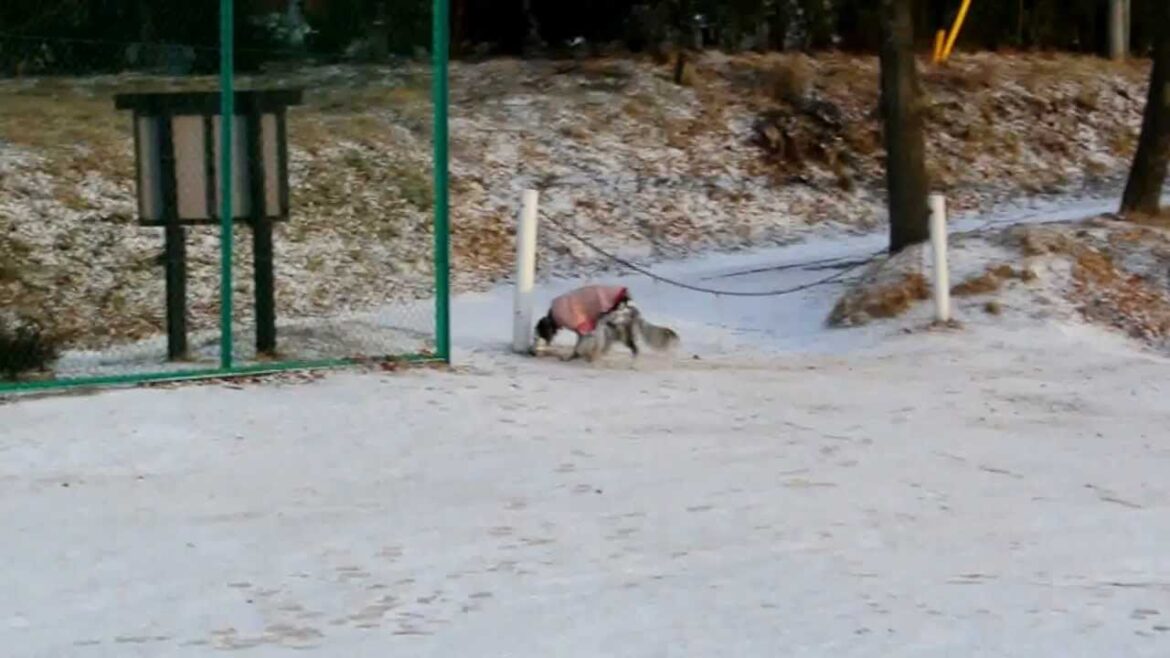 イングリッシュセター　16歳
