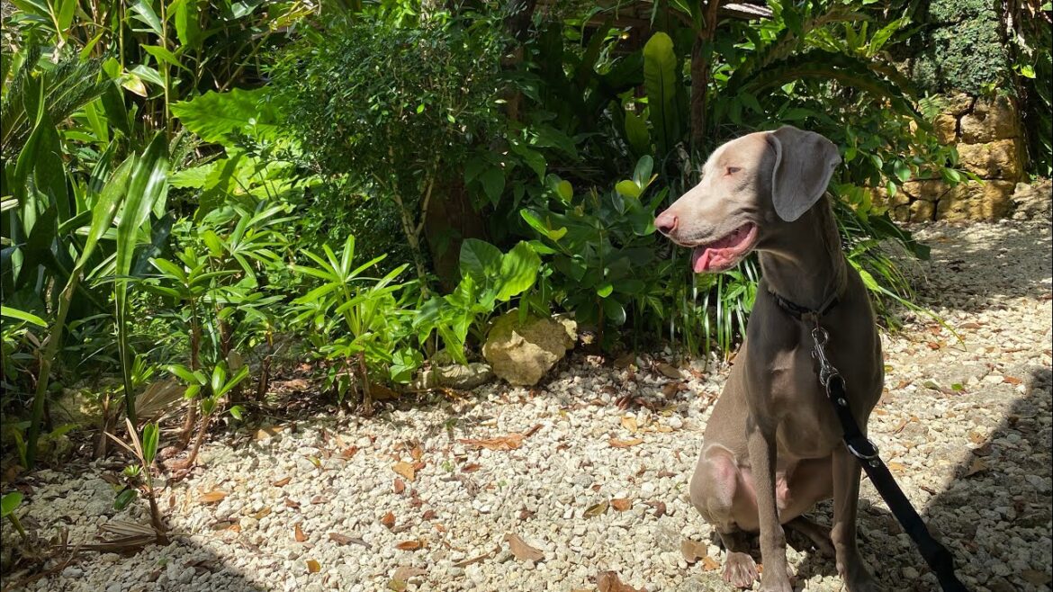 【大型犬ワイマラナー】はじめての沖縄(Day1)