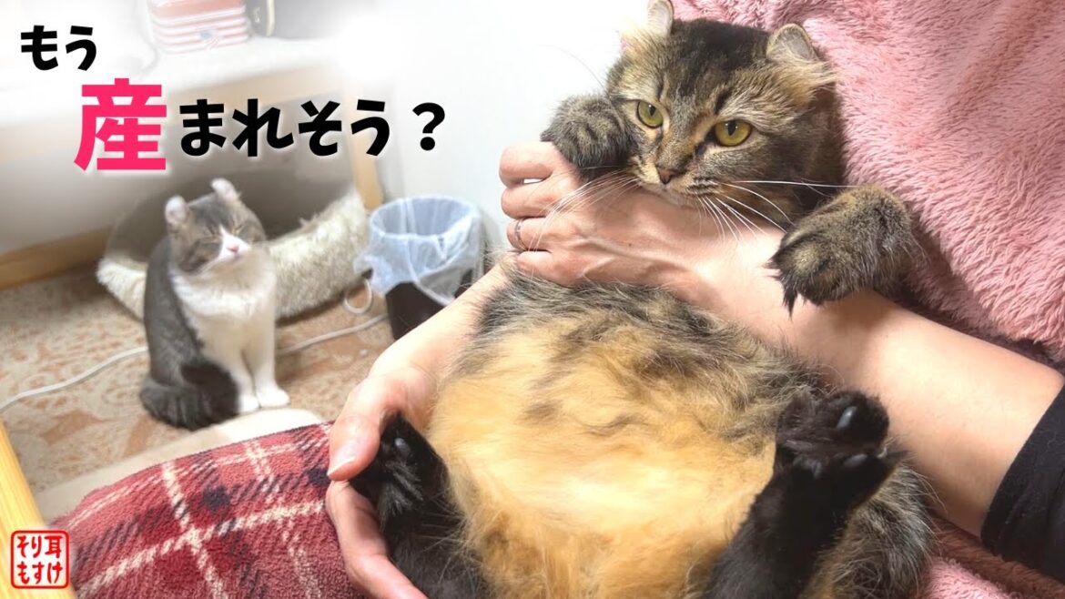 妊娠中のお腹を観察したら驚きの事実が判明しました…【初めての交尾から30日後】 妊娠中のお腹を観察したら驚きの事実が判明しました…【初めての交尾から30日後】