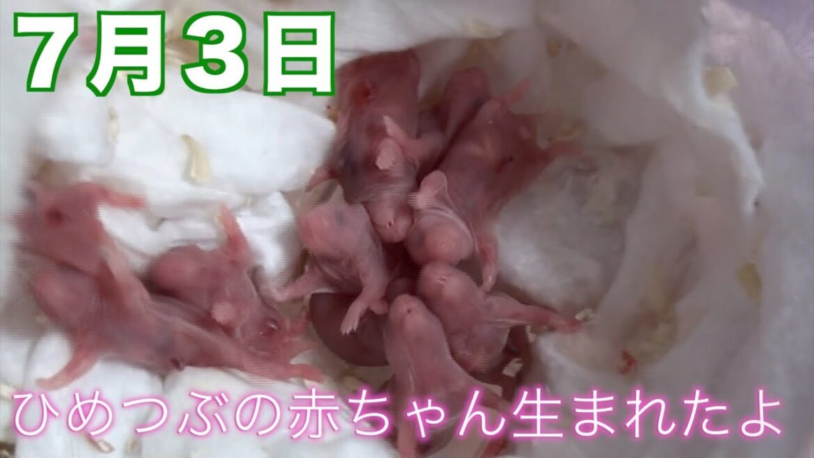 ダルメシアンハムスター「ひめつぶ」の赤ちゃんが生まれたよ