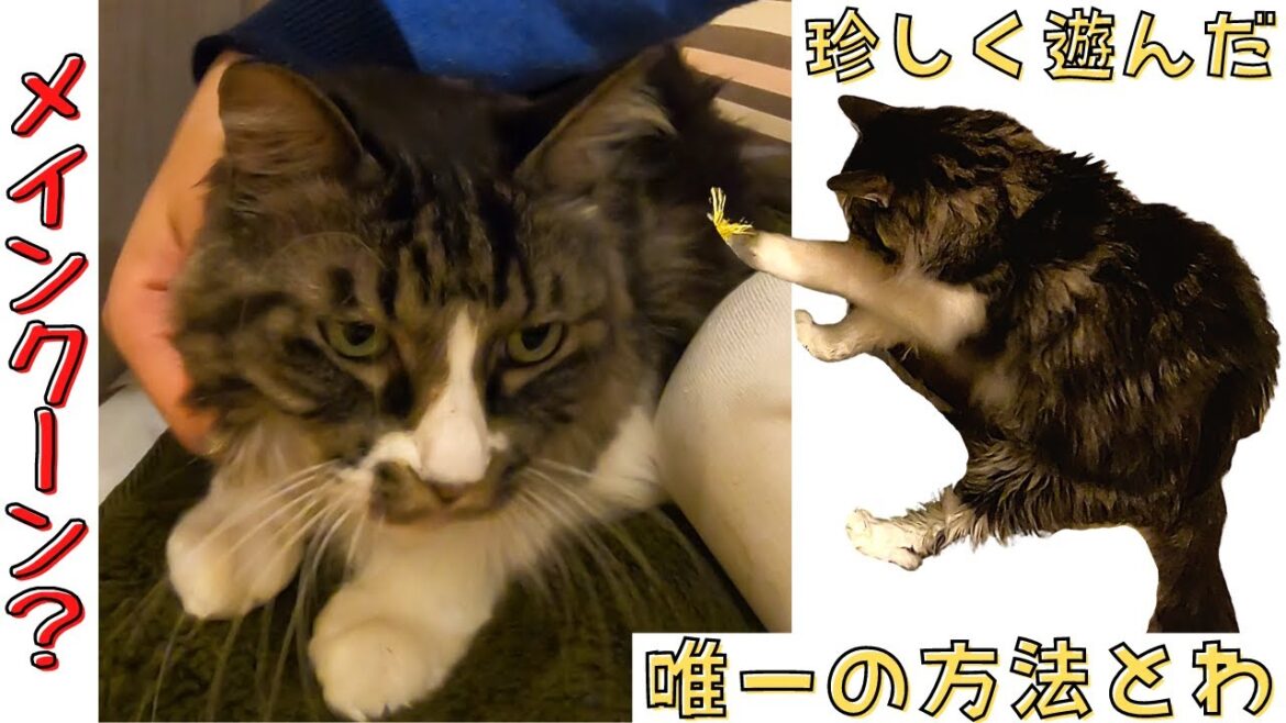 メインクーンに似たハチワレ猫まったり中唯一遊んだ方法とは(保護猫カフェ猫の恵庭)難波 chimera cat that looks like a maine coon メインクーンに似たハチワレ猫まったり中唯一遊んだ方法とは(保護猫カフェ猫の恵庭)難波 chimera cat that looks like a maine coon