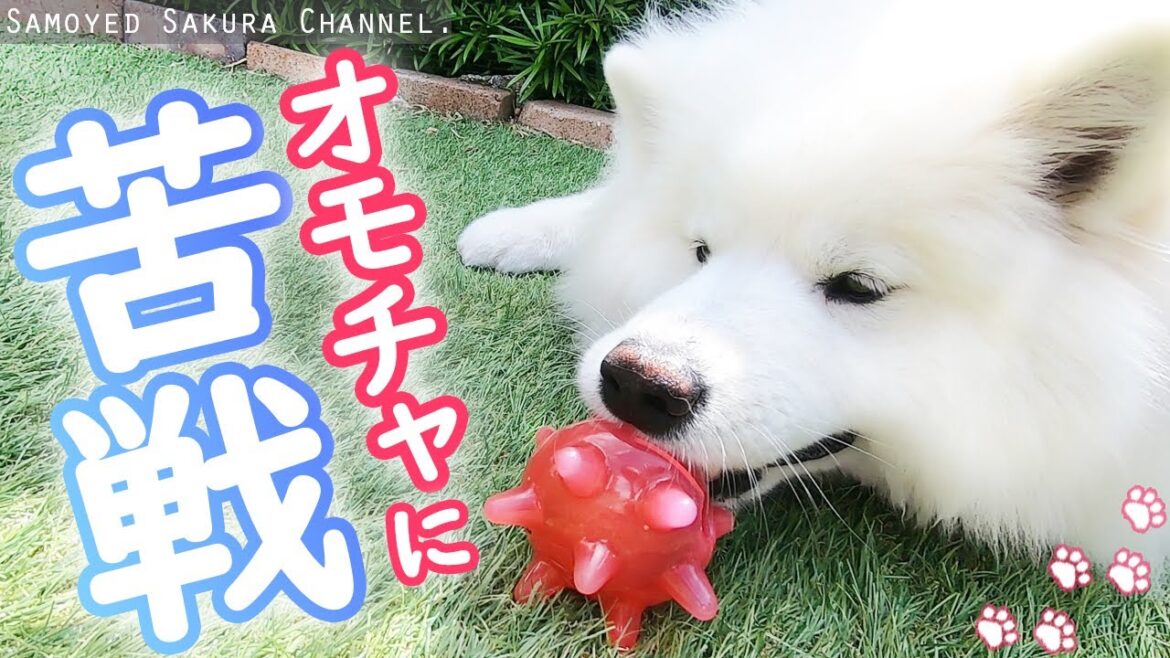 プレゼントで貰ったおもちゃに苦戦するサモエドさくら