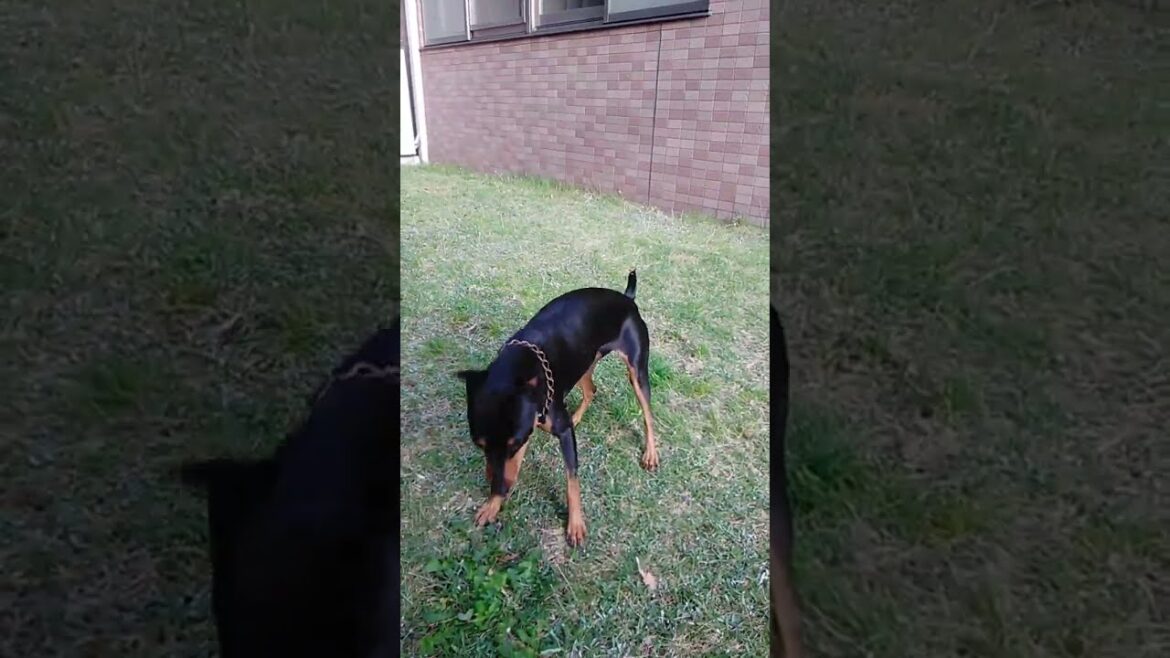 Pinscher　move in an instant！私！消えます！！