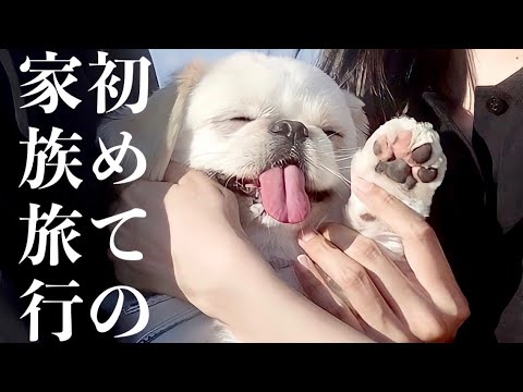 旅犬、ムーチョ【前編】 旅犬、ムーチョ【前編】