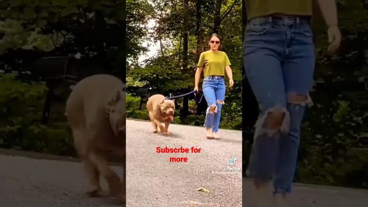 20 Most Illegal Dog Breeds in the Worldindia warr dogs 20 Most Illegal Dog Breeds in the Worldindia warr dogs