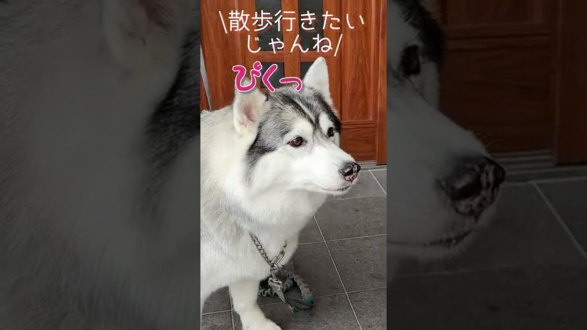 散歩というキーワードを聞くとついつい耳がピクッとなってしまう シベリアンハスキー #やまだ #shorts