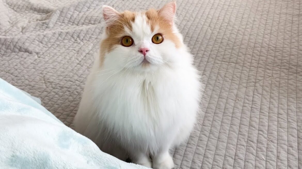 【ご報告】家族が増えることになりました！