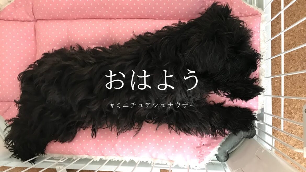 朝はとにかく甘えたい子犬 | ミニチュアシュナウザー