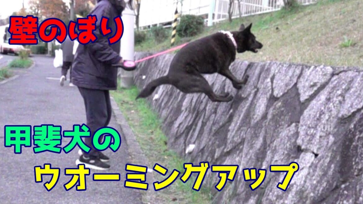 甲斐犬のウォーミングアップ