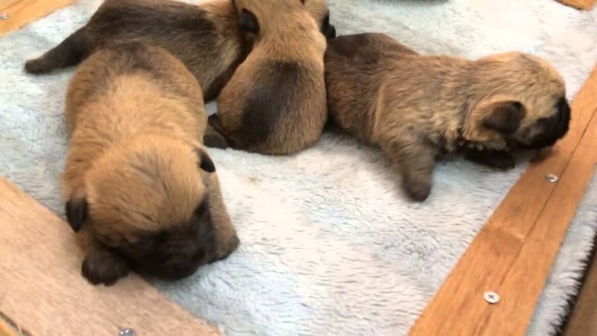 ケアーンテリア子犬